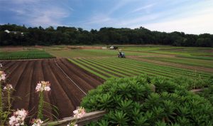 Agricultural land