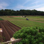 Irrigated farmland